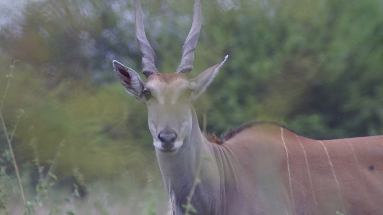 Experience a Safari Right Next to the Metropolis! Nairobi National Park Wildlife Adventure 🦁🦓